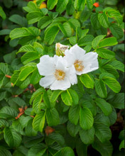 White flower